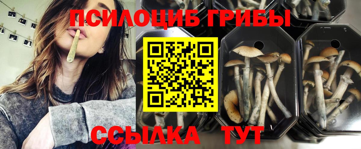 Псилоцибиновые грибы Psilocybe Белореченск